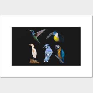 Five Bird Detailed Illustration Pack Posters and Art